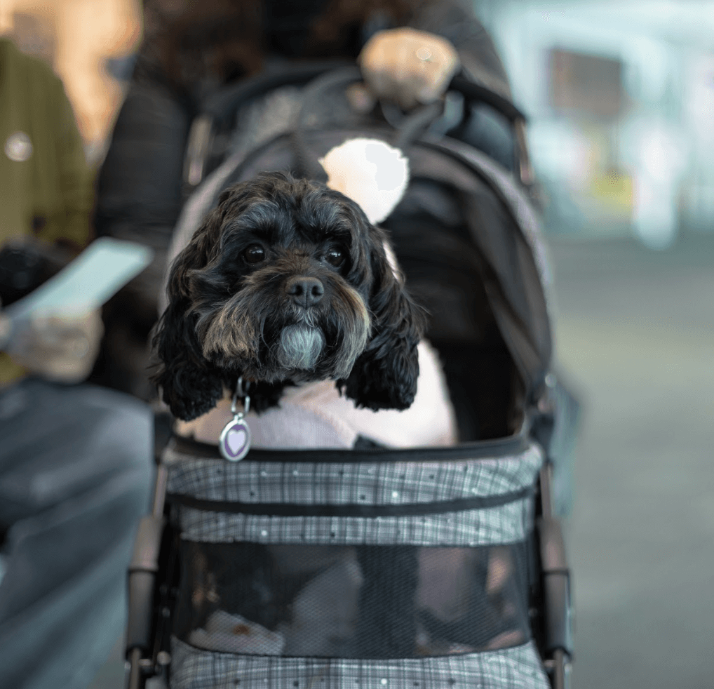 Dog in bag cart